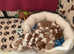 Pedigree Cavalier King Charles Puppies.