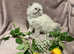 4 SCRUMPTIOUS PERSIAN KITTENS READY SOON (28 MAY)