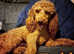 Cavapoo  Pups Simply Stunning!