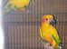 Sun conure pair 10 years old
