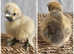 *BRAND NEW SHOWGIRL AND SILKIE/SATIN CHICKS *MUST SEE*
