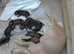 American Bulldog X Rottweiler Puppies