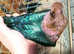 RARE ARCHANGEL GREEN WING PIGEONS