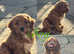 Irish doodle puppies