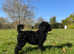 **One Boy & Girl Left** FULL VAX & CHIPPED
