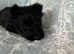 Scottish terrier puppy's