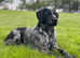 Gorgeous Wirehaired Pointers