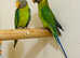 Plum headed parrot for sale