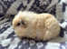 Swiss baby Guinea pigs