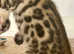 3 gorgeous pedigree Bengal kittens left ready to leave now