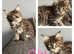 Maine Coon/Kaho Manee cross kittens ready to go.