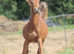 Arabian Stud Reduction