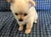 Chihuahua for sale very cute