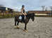 Project/companion *quick sale proffered* due to lack of jockey/time