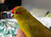 Female hen 1 year old kakariki bird