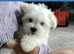 14 week old male Maltese