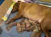 Fox Red Labrador Puppies for Sale KC Registered | Experienced Breeders