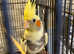 Beautiful young birds for sale