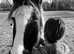 Kenzo 15hh 4 year old handsome cob Gelding