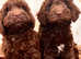 Beautiful Chocolate Cockapoo Puppies