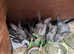 Purebred baby English rabbits - ready in two weeks!