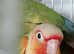 Baby Conures