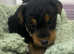 Welsh terrier puppies