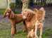Standard Poodle Puppies IKC RED Champion lines