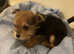 Beautiful yorkie boy