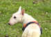 Female English Bull Terrier 2 .5 years old reduced