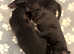 2 beautiful puppies ready for rehoming on the 22nd of July