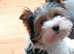 girl Biewer Yorkshire Terrier puppy