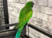 Beautiful young derbayn parrot