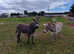 2 proper Devon Bred female Donkeys for sale