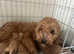 Red Cavapoo puppies