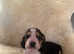 Beautiful basset hound female