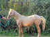 REDUCED Flash! Stunning yearling gelding to make 16hh