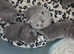 4 x male British Shorthair Kittens to view with Mom and Dad