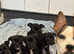 Jack Russell mix puppies ready for their forever homes