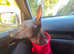 Mexican hairless needs new home