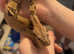 Boa constrictor