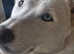 White boy husky