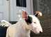Pedigree English Bull Terrier Pups