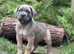 Italian mastiff/cane corso