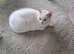 Rehoming  white cat female