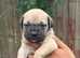 Beautiful Cane Corso Puppies
