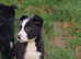 Beautiful mixed coloured litter of border collie puppies merle, red and black and white