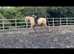 Eye catching champagne coloured spots horse