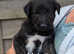 Irish wolfhound/Deerhound (Quality Puppy's)