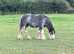 Casimo Ranch Connection Horsemanship